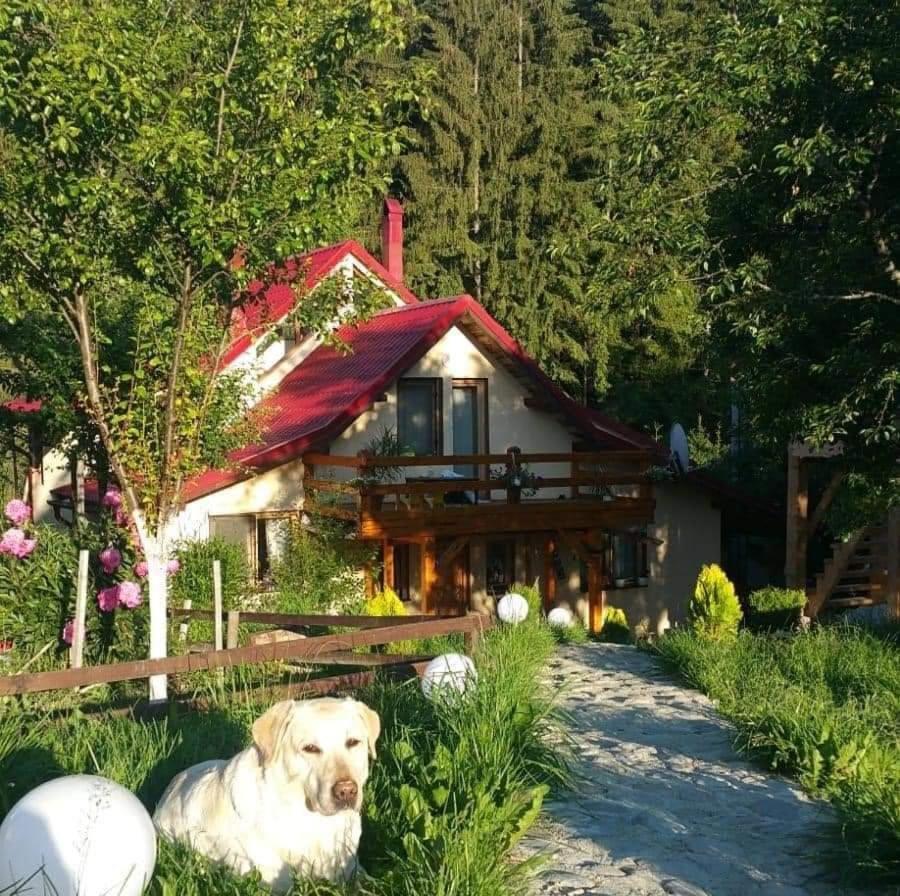 Forest Vibes Spa Cîmpu lui Neag エクステリア 写真