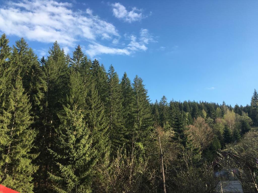 Forest Vibes Spa Cîmpu lui Neag エクステリア 写真